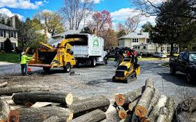 Best Hazardous Tree Removal  in Newark, NY