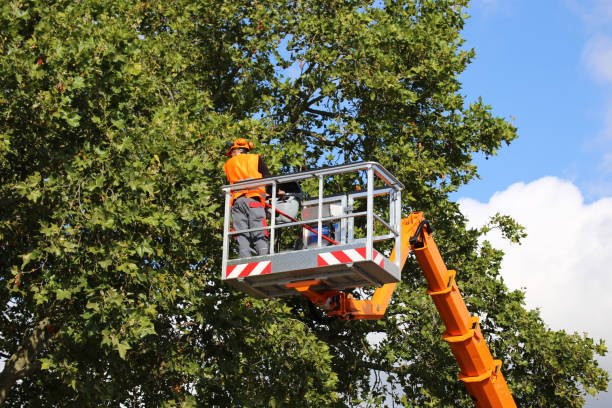 Best Leaf Removal  in Newark, NY