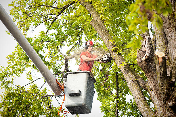 Best Storm Damage Tree Cleanup  in Newark, NY