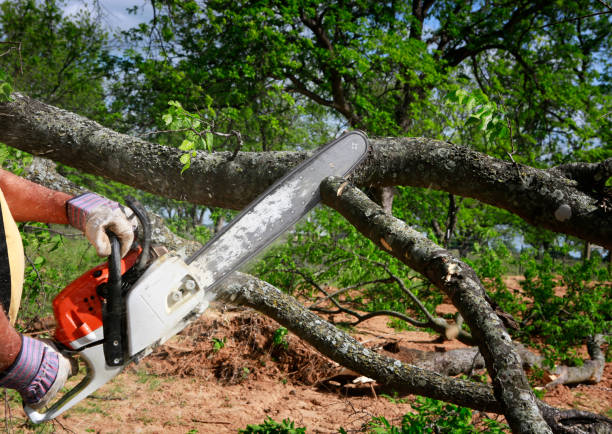 Professional Tree Services in Newark, NY